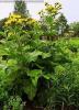 Elecampane Inula helenium